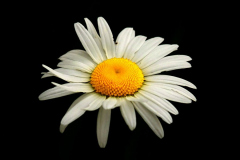 margareta