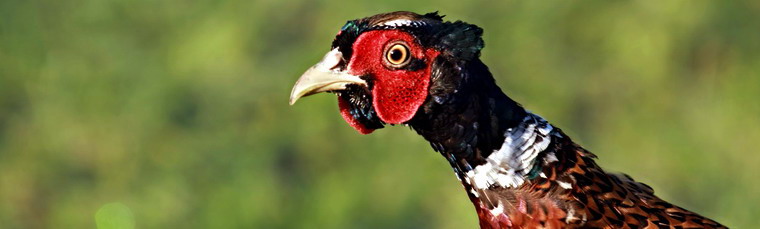 Tamás Gábor OFM - természetfotók